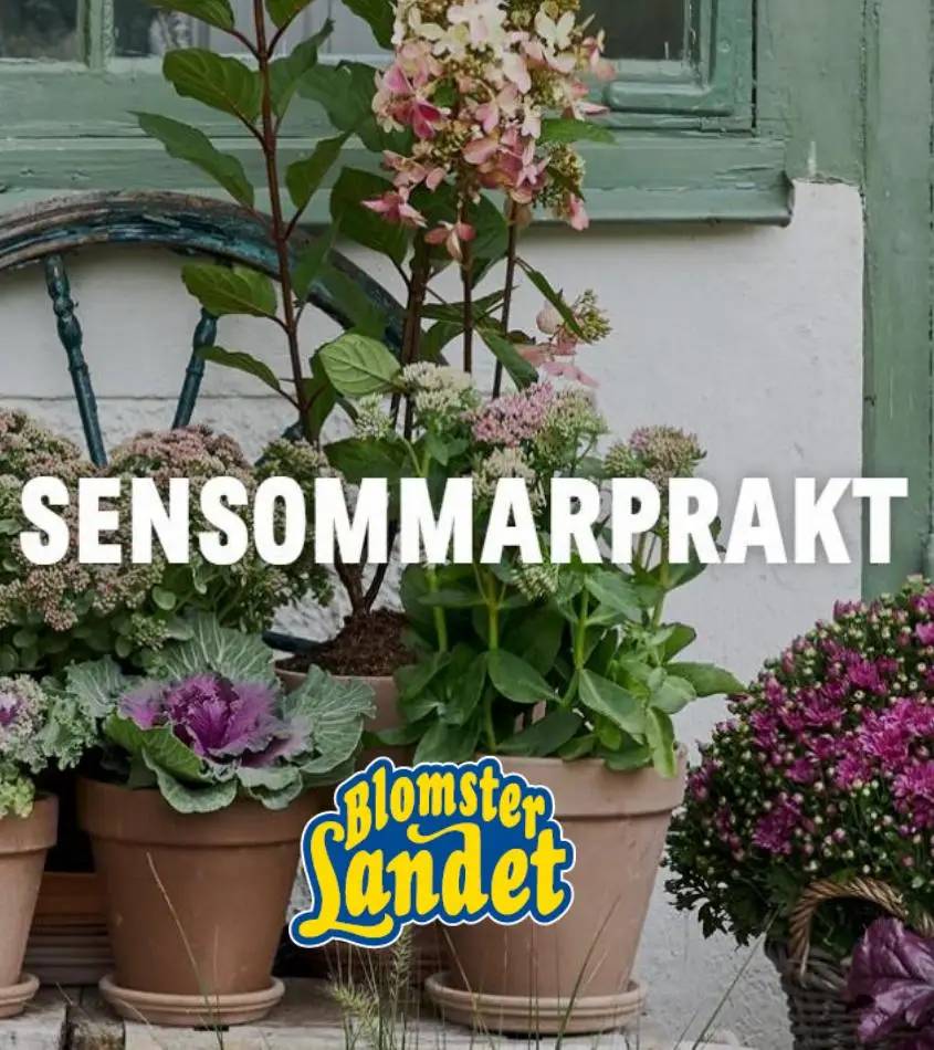 Blomsterlandet Erbjudande Sensommarprakt