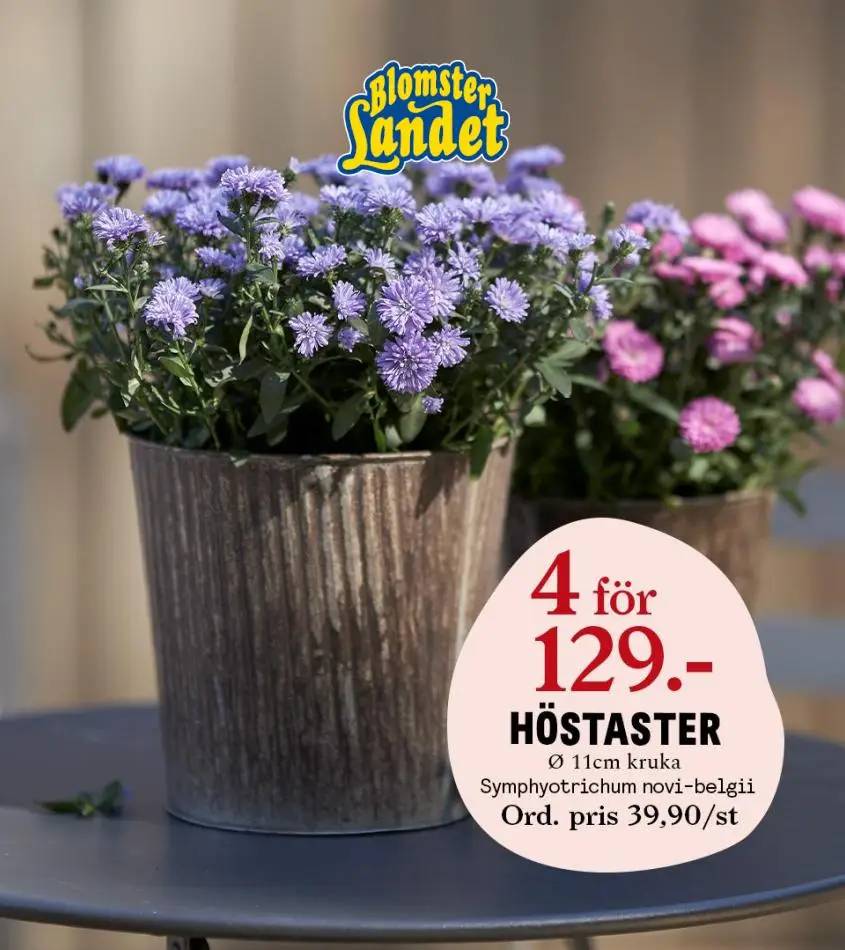 Blomsterlandet Erbjudande Härliga Höst