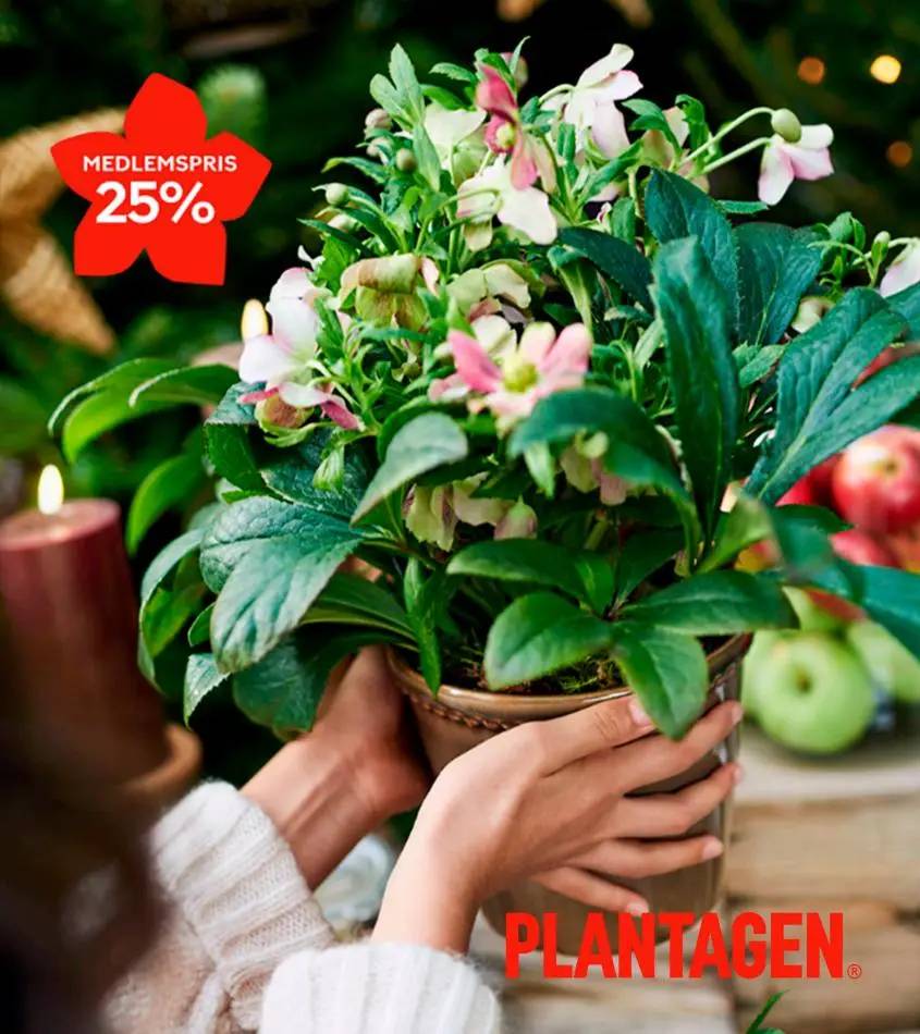 Plantagen - Julros